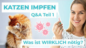 Vor der impfung wird ihre katze nochmal vom tierarzt untersucht und der allgemeine gesundheitszustand. Katzen Impfen Wann Und Wie Oft Jahrlich Abzocke Youtube