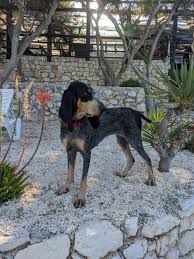 Image result for lucernský honič