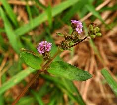 Image result for Boerhavia repens
