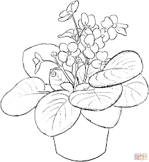Saintpaulia Ionantha Or African Violet Coloring Page Supercoloring Com African Violets Coloring Pages Saintpaulia