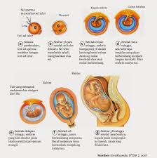 Tahap perkembangan embrio pada manusia secara berurutan. Tahapan Perkembangan Embrio Pada Manusia Secara Berurutan Adalah Jalannya Sel Telur Sejak Dibentuk Sampai Menjadi Embrio Tahap Awal Perkembangan Manusia Diawali Dengan Peristiwa Pertemuan Peleburan Sel Sperma Dengan Sel Ovum