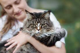 What is the average weight of a kitten? How Big Will My Kitten Get When Is It Fully Grown Plus Growth Chart