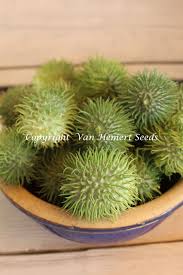 Image result for Cucumis anguria