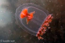 Image result for Brevicon