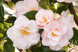 Image result for Embelia multiflora