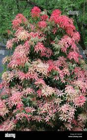 Image result for Pieris formosa