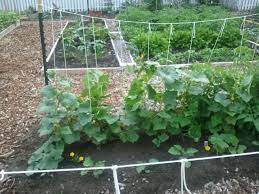 Grow cucumbers outdoors in a bright, sunny, and warm location. Pin On My Garden