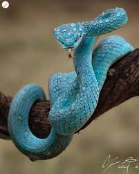 Snake Pics Of Snakes Wildlife Animals Animals