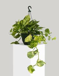What to do with a devil's ivy plant? Money Plant Golden Pothos Devil Ivy Giant Leaf Nestreeo Com