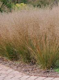 Image result for Sporobolus rigidifolius