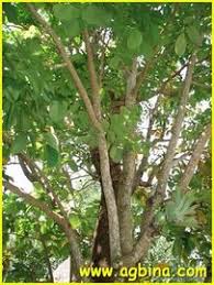 Image result for Xylia torreana