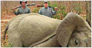 Men Proudly Pose With Dead Baby Elephants Claim They Shot Them In Self Defense I Love My Dog So Much Llc