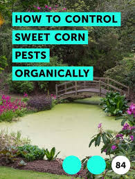 Birdies Raised Garden Beds Instructions How To Control Sweet Corn Pests Organically With Images Pepper Plants Plants Garden Vines