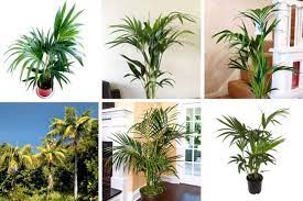 How To Care For Kentia Palm Howea Forsteriana Smart Garden Guide