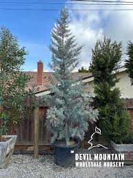 Image result for Cupressus arizonica