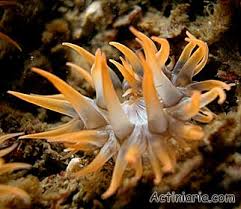 Image result for Heteranthoecia