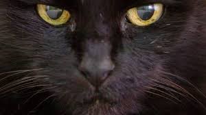 This wonderful adaptation moves from the inside corner of the eye to cover the front surface of the eyeball. Our Furry Friends And Their Third Eyelids Stuff Co Nz