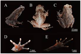 Image result for Aneulophus