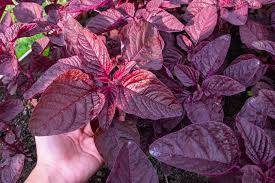 Image result for Amaranthus cruentus