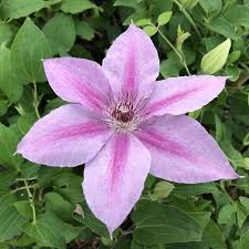 Image result for Clematis dolichopoda