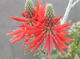 Buy these products now at fantastic deals from trusted suppliers. In Bloom Tohono Chul Tucson Az