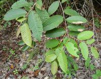 Image result for Parinari excelsa