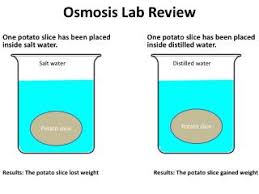Osmosis egg lab report objective of the experiment. Egg Osmosis Presentation