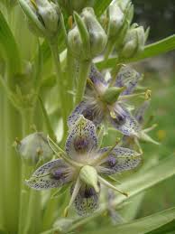 Image result for Gentianaceae