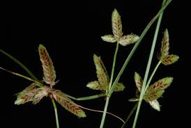 Image result for Pycreus pauper