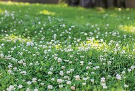 This organic weed killer is safe for the environment, pets, and plants. How To Get Rid Of Clover From Your Lawn Bioweed