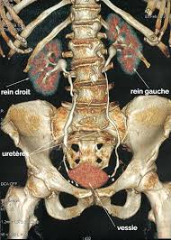 Une question dont la réponse va intéresser ceux qui ont commandé sur internet et qui cherchent à savoir combien de temps ils devront encore attendre un coli qui a le statut « en cours d'achiminement » ! Calculs Renaux Calculs Urinaires Dr Bron Urologue