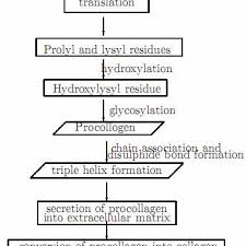 Flowchart Of Collagen Biosynthesis For Details See Text