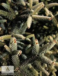 Maybe you would like to learn more about one of these? Abies Pinsapo Aurea