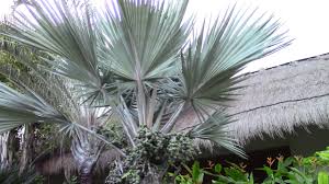 Image result for Latania loddigesii