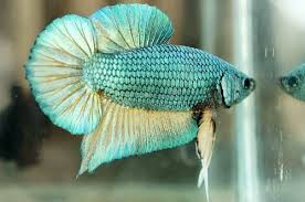 Share a gif and browse these related gif searches. Betta Fish Halfmoon Plakat Betta