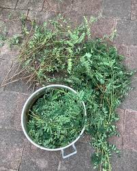 Image result for Indigofera dyeri