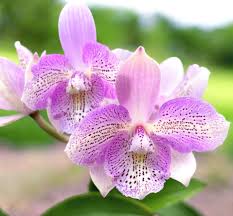 Image result for Eulophia calantha