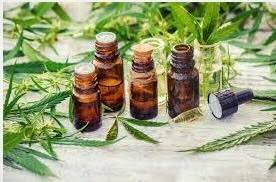 The Role of Cannabis Tinctures in Mindful Meditation Practices | Cannabis  Law Report