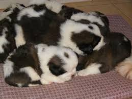 Black And White St Bernard Puppy Baby Saint Bernard Baby St Bernard St Bernard Dogs St Bernard Puppy