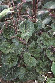 Image result for Galiniera saxifraga