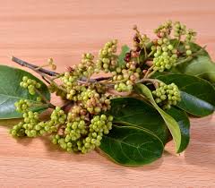 Image result for Antidesma