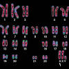 Biology 14.1 human chromosomes answer key. 1