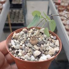 Image result for Ceropegia papillata