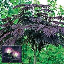 We did not find results for: Name Albizia Julibrissin Summer Chocolate Silk Size To 20 Feet Tall And Wide Zones 6 9 Silk Tree Flowering Trees Spring Hill Nursery