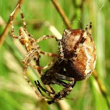 Maybe you would like to learn more about one of these? Araneus Diadematus European Garden Spider Arthropodafotos De