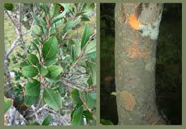 Image result for Olinia rochetiana