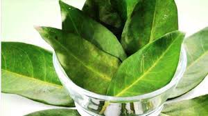 Untuk mengurangi berat badan dengan cepat namun tetap sehat, harus diimbangi juga dengan mengkonsumsi makanan yang bergizi. Manfaat Daun Salam Turunkan Berat Badan Hingga Cegah Kanker
