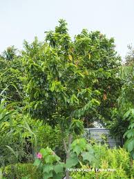 Image result for Annona muricata