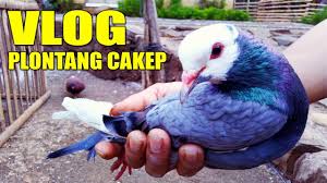 85.000 kandang 2 :130.000 kami juga menerima pesanan2 kandang pagupon dan model2 yg anda. Grebek Penjual Burung Merpati Cari Plontang Merpatiku Youtube