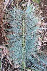 Image result for Macrotyloma stenophyllum